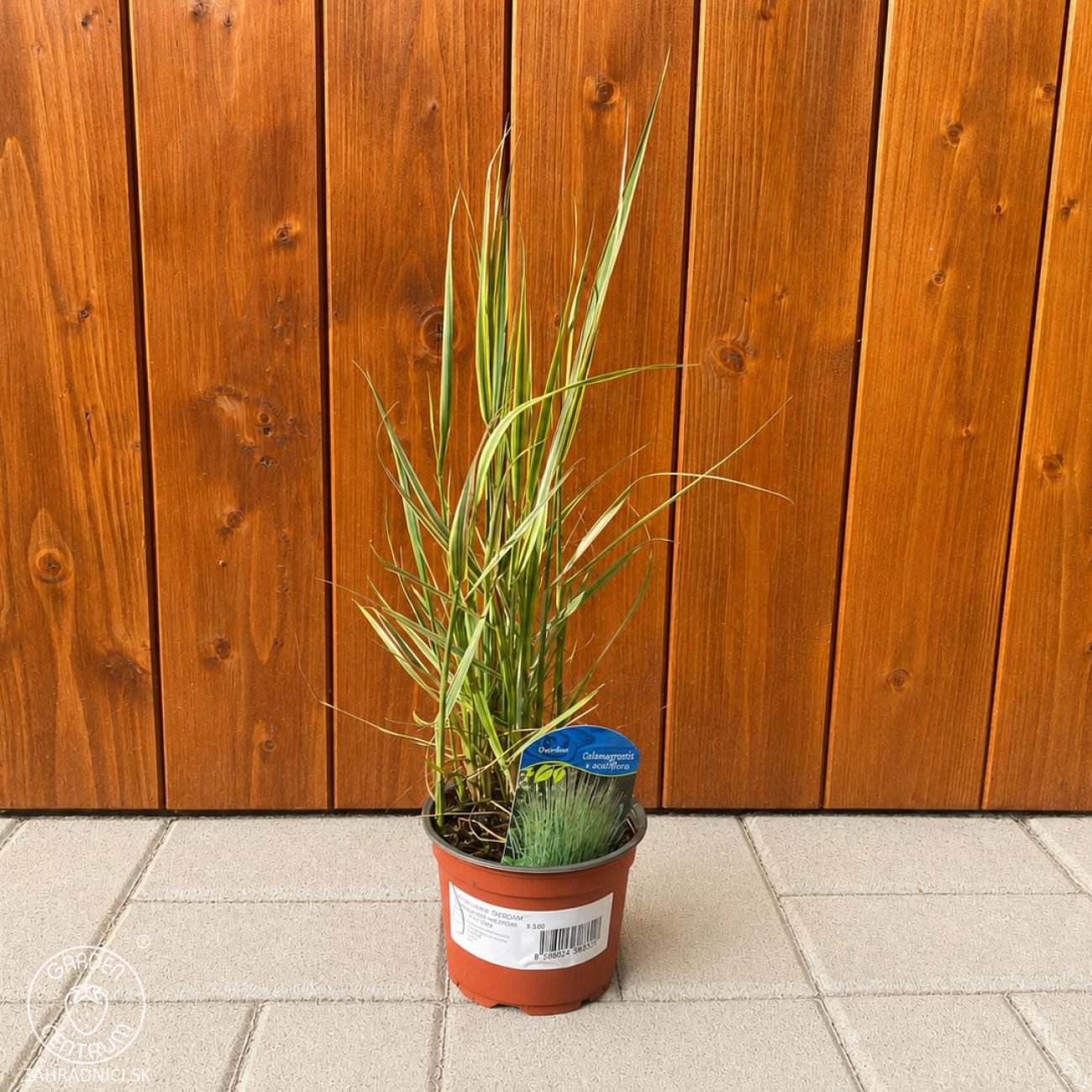Obrázok Smlz ostrokvetý (Calamagrostis x acutiflora) ´OVERDAM´ C1.5L